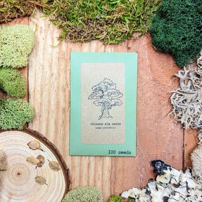 Ulmus Parvifolia 'Chinese Elm' Seeds