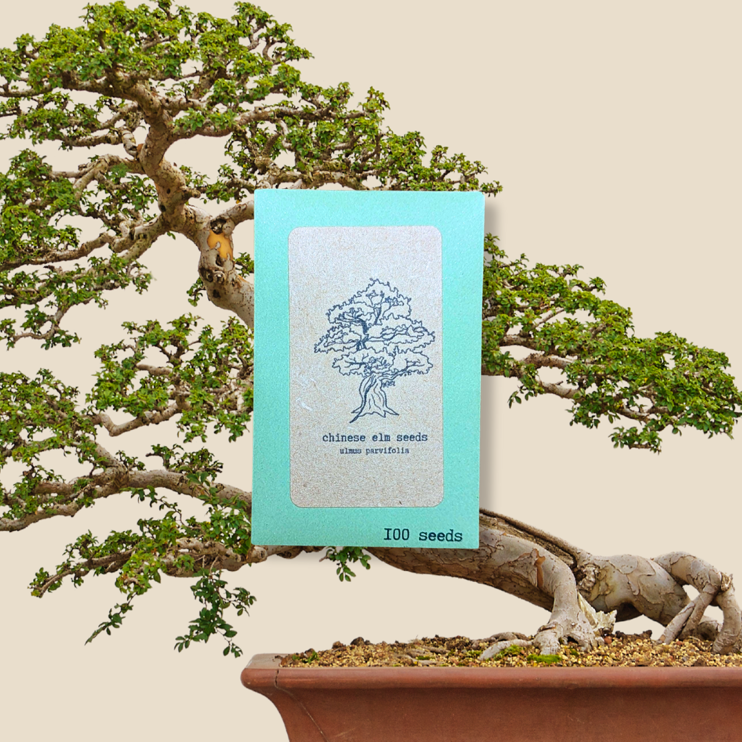 Ulmus Parvifolia 'Chinese Elm' Seeds