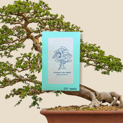 Ulmus Parvifolia 'Chinese Elm' Seeds
