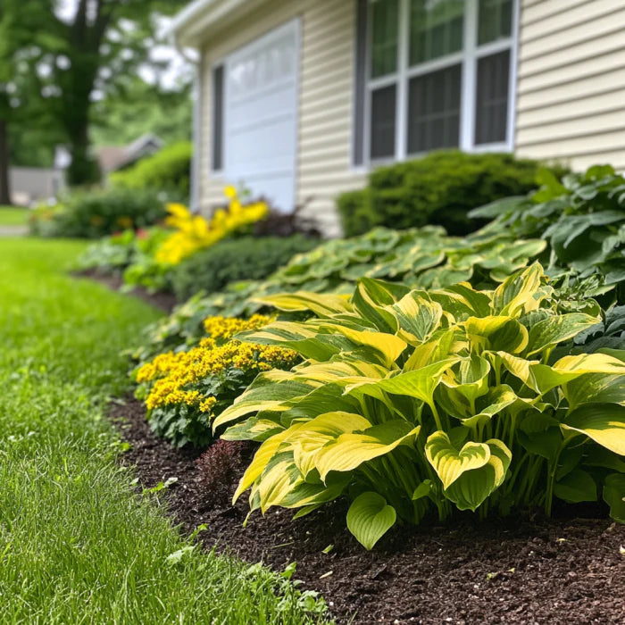 Yellow Variegated Hosta Seeds