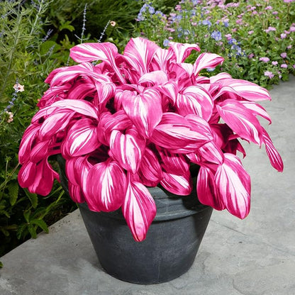 Pink White Variegated Hosta Seeds