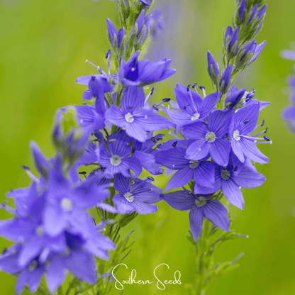 Royal Blue Veronica Speedwell – 50 Seeds