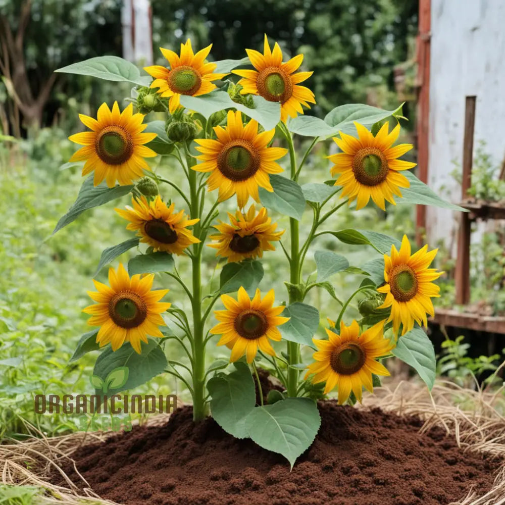 Chocolate Sunflower Seeds