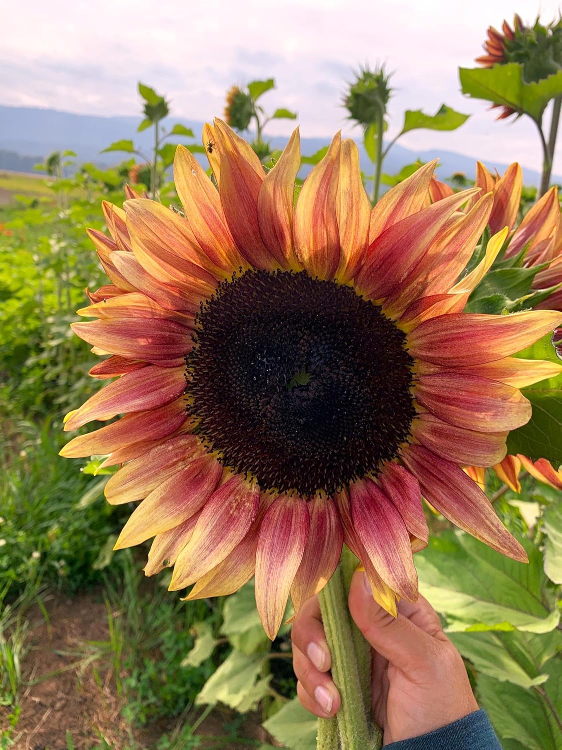 Ruby Passion Sunflower Seeds