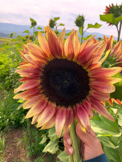 Ruby Passion Sunflower Seeds