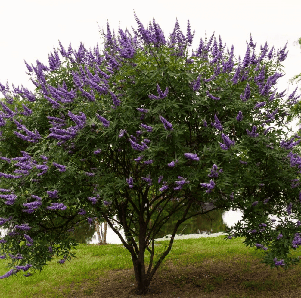 Vitex (Chaste Tree) – 20 Seeds