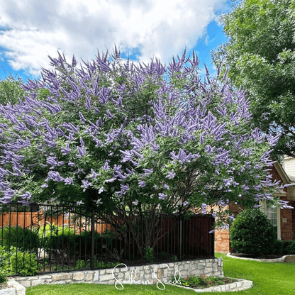 Vitex (Chaste Tree) – 20 Seeds