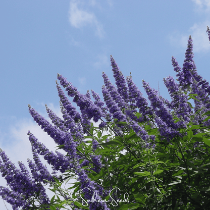 Vitex (Chaste Tree) – 20 Seeds