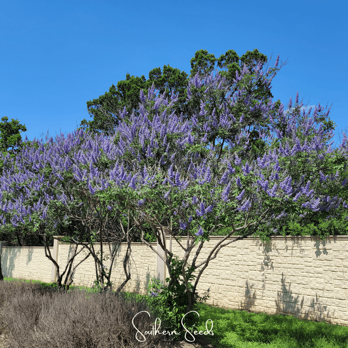 Vitex (Chaste Tree) – 20 Seeds
