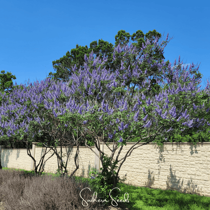 Vitex (Chaste Tree) – 20 Seeds