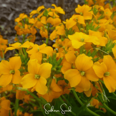 Siberian Wallflower – 250 Seeds