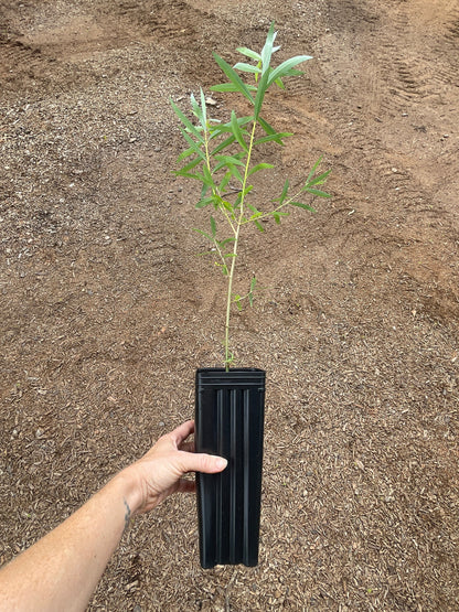 Weeping Willow (Salix babylonica) seedling
