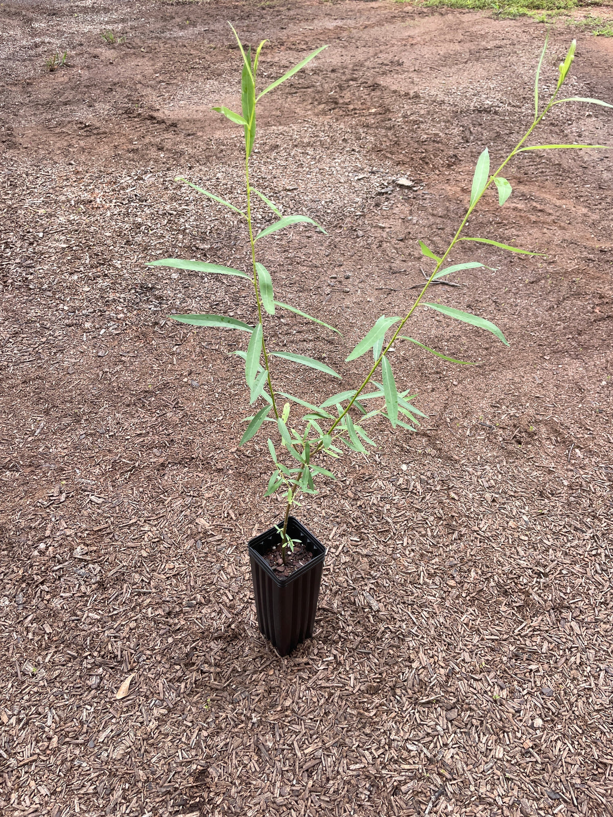 Weeping Willow (Salix babylonica) seedling