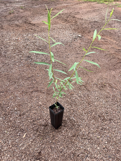 Weeping Willow (Salix babylonica) seedling