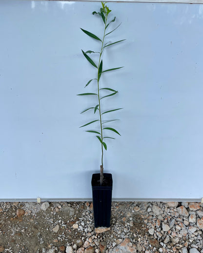 Austree Hybrid Willow (Salix mutsudana x Salix alba) seedling