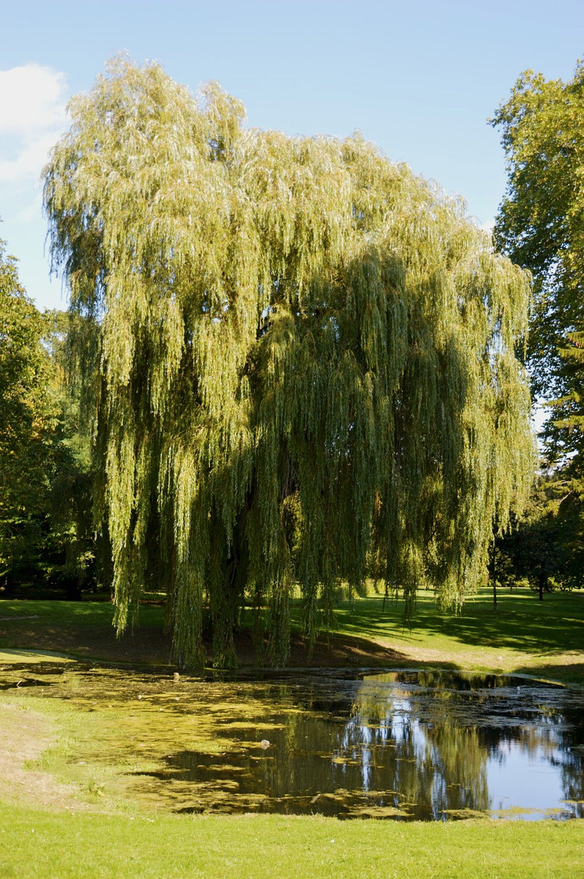 Weeping Willow (Salix babylonica) seedling