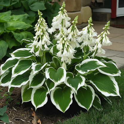 Variegated White Hosta Seeds