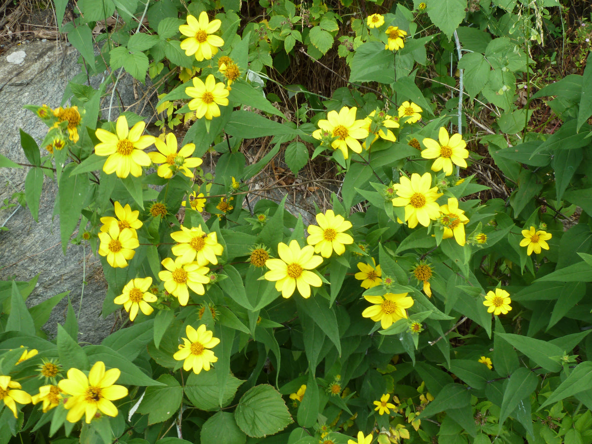 Jerusalem Artichoke/Sunchoke (Helianthus tuberosus)