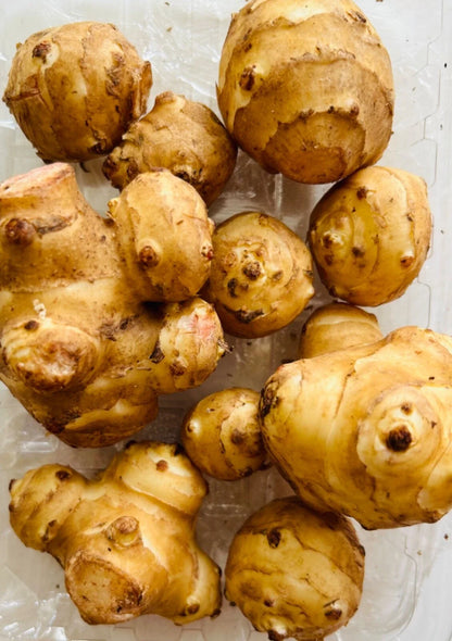Jerusalem Artichoke, Sunchoke (Helianthus tuberosus) seedling