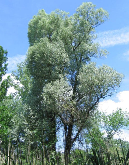 White Willow (Salix alba) seedling