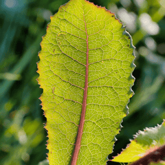 Wild Lettuce – 20 Seeds