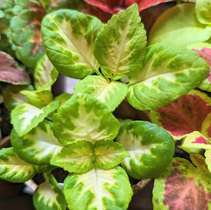 Wizard Coleus Mix Seeds