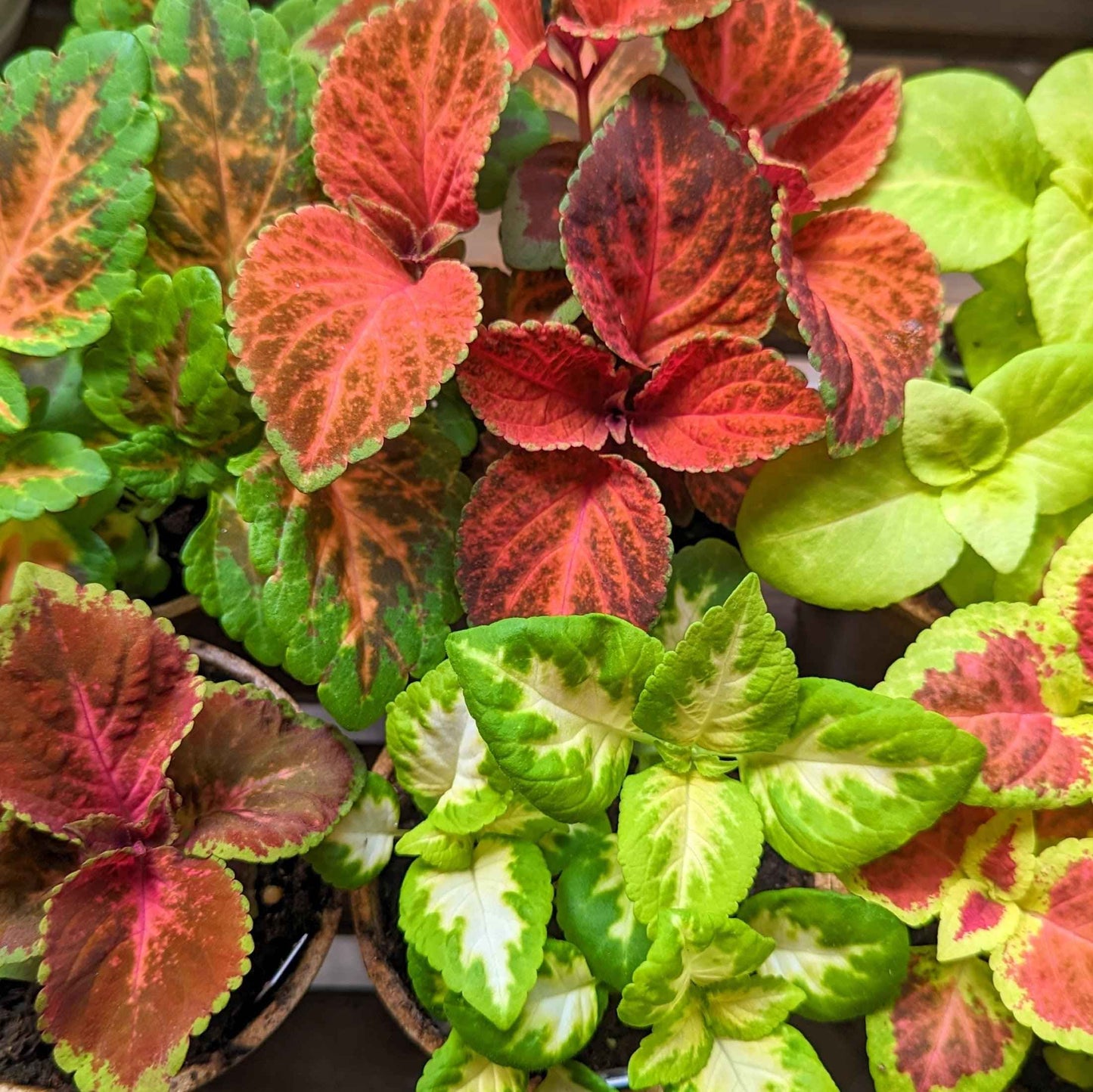 Wizard Coleus Mix Seeds