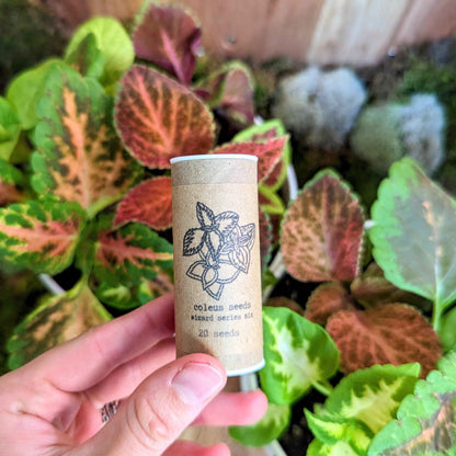 Wizard Coleus Mix Seeds