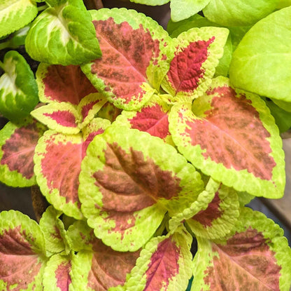 Wizard Coleus Mix Seeds
