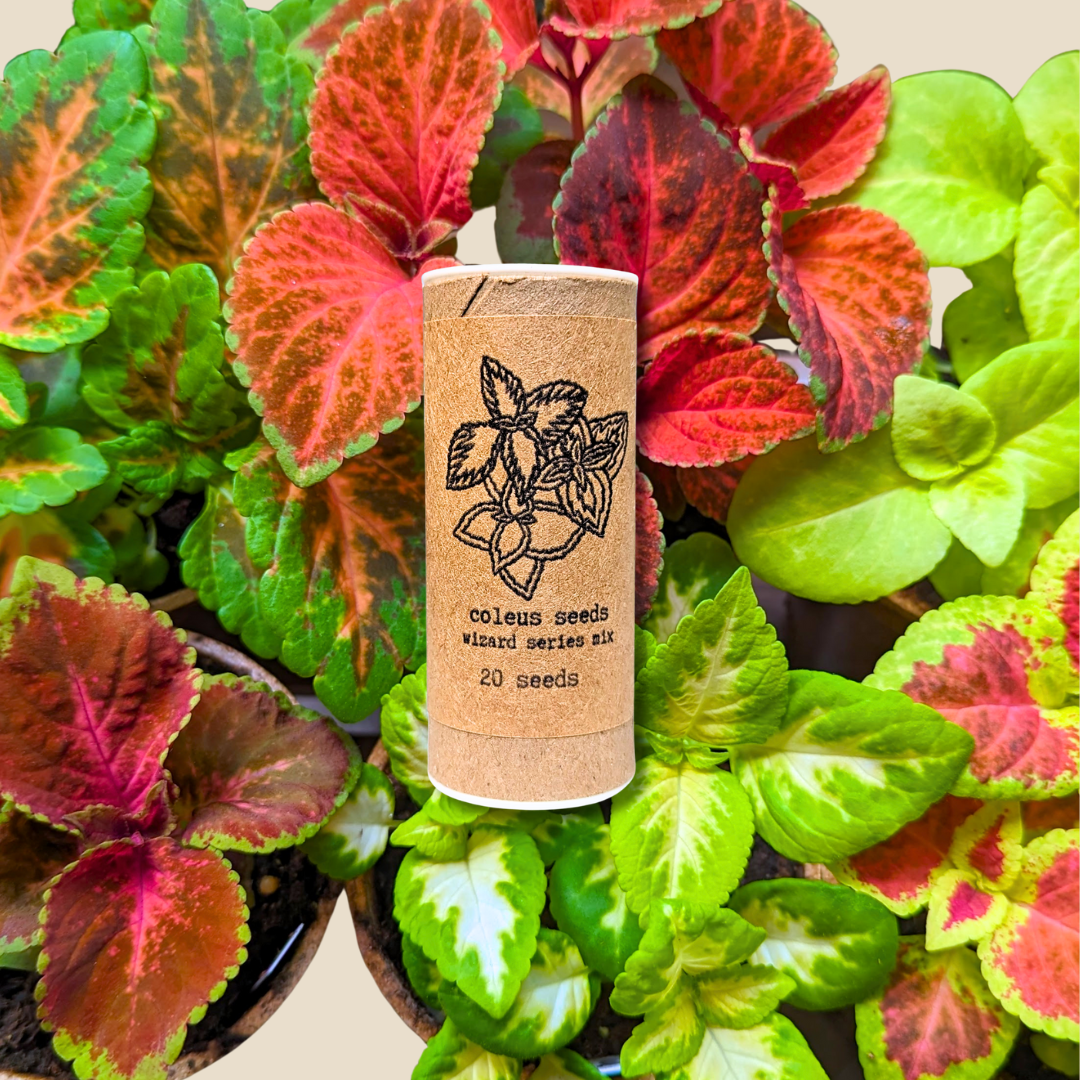 Wizard Coleus Mix Seeds