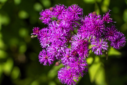 250 Common Ironweed (Vernonia Fasciculata) Seeds