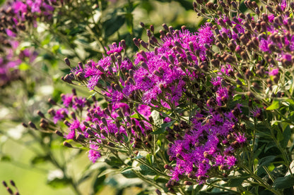 250 Common Ironweed (Vernonia Fasciculata) Seeds