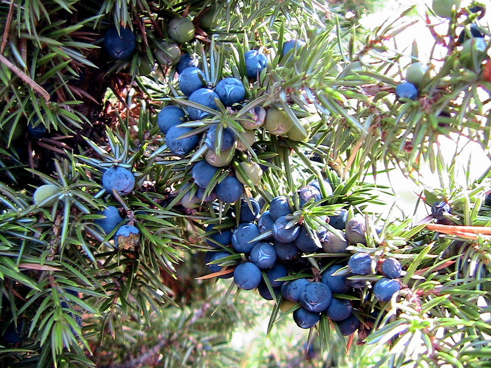 60 Common Juniper (Juniperus Communis) Seeds