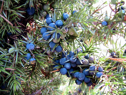 60 Common Juniper (Juniperus Communis) Seeds