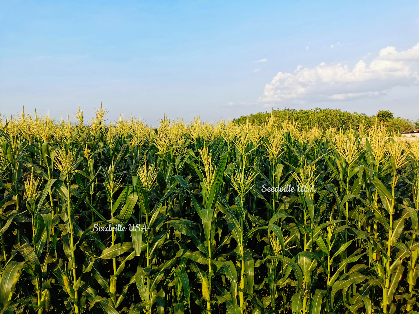 75 South American Yellow Popcorn (Zea Mays) Seeds