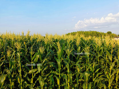 75 South American Yellow Popcorn (Zea Mays) Seeds