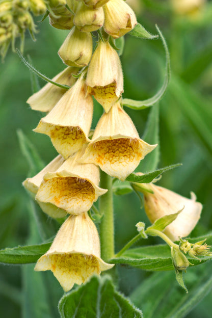 100 Yellow Foxglove (Digitalis Grandiflora) Seeds