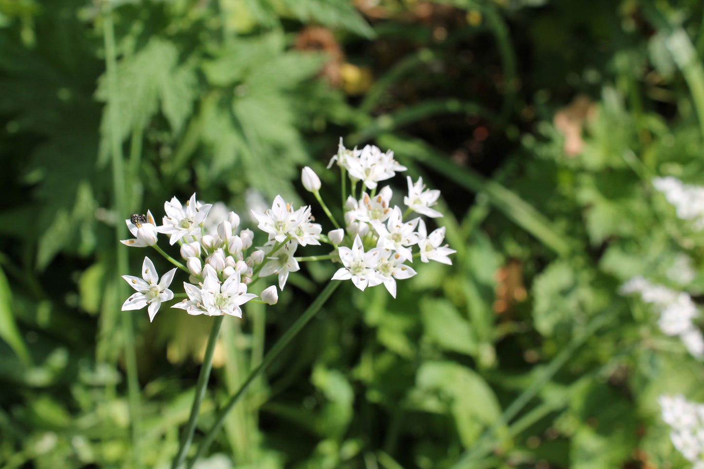 20 Ramp / Wild Leek (Allium Tricoccum) Seeds