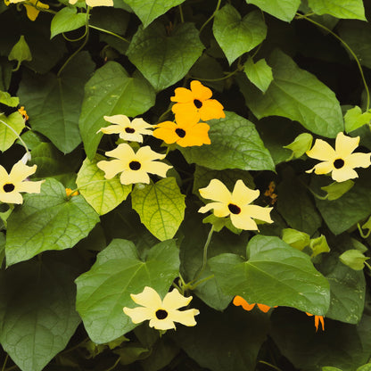 25 Mixed Black Eyed Susan (Thunbergia Alata) Seeds