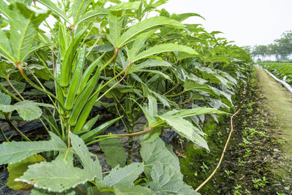 300 Clemson Green Okra (Abelmoscgus Esculentus) Seeds