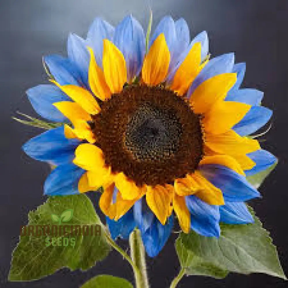 Yellow Blue Sunflower Seeds