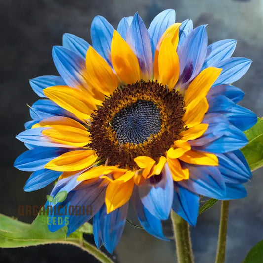 Yellow Blue Sunflower Seeds
