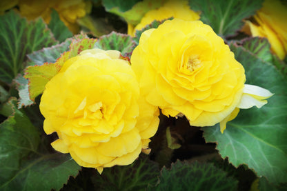 10 Yellow Double Begonia (Tuberosa Tuberous Begonia) Seeds