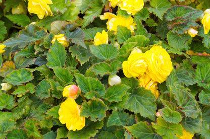 10 Yellow Double Begonia (Tuberosa Tuberous Begonia) Seeds