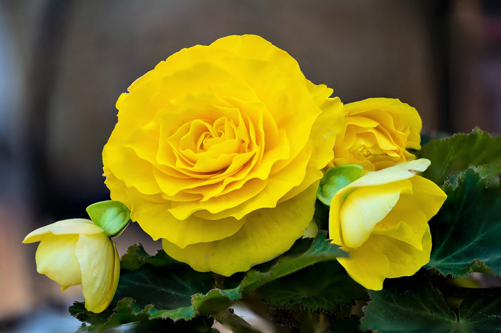 10 Yellow Double Begonia (Tuberosa Tuberous Begonia) Seeds