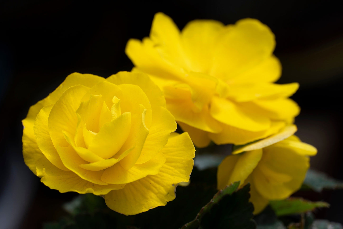 10 Yellow Double Begonia (Tuberosa Tuberous Begonia) Seeds