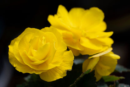 10 Yellow Double Begonia (Tuberosa Tuberous Begonia) Seeds