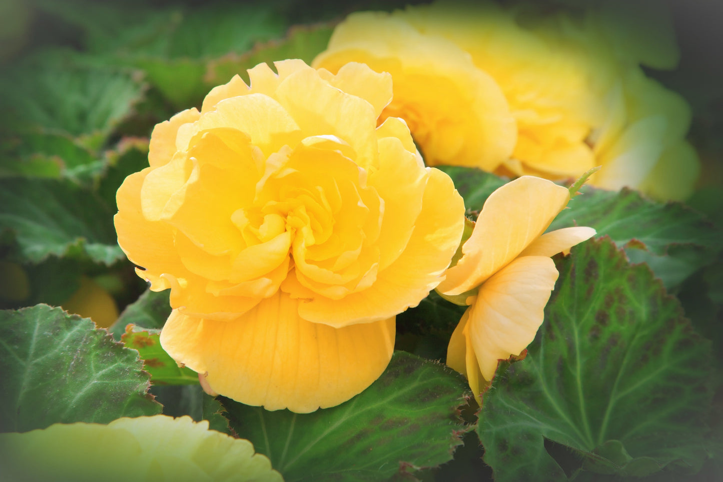 10 Yellow Double Begonia (Tuberosa Tuberous Begonia) Seeds