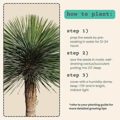 Yucca Rostrata 'Beaked Yucca' Seeds