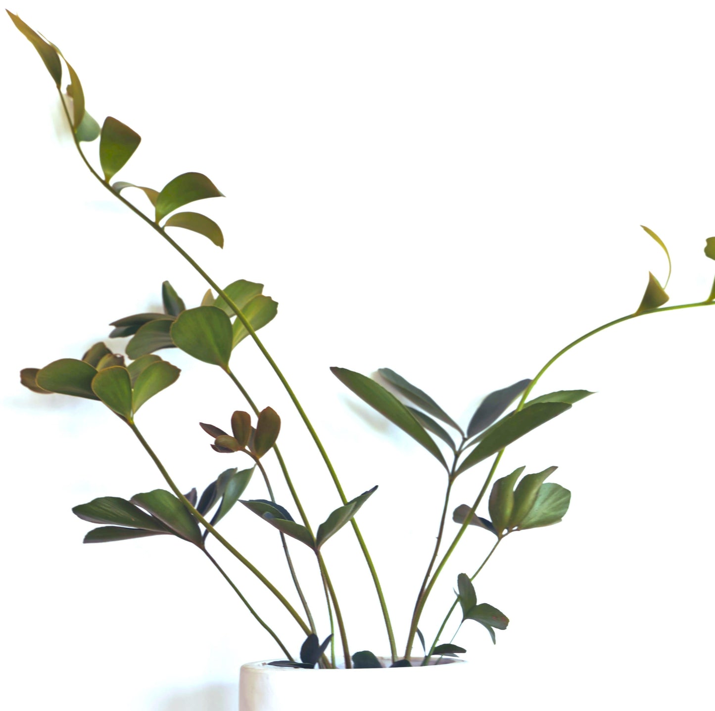 Zamia Furfuracea 'Cardboard Palm' Seeds